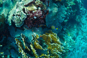 The Red Sea, one of the saltiest seas in the world, is located between Africa and Asia and covers approximately 438,000 km2 (169,100 mi2). Hundreds of hard and soft corals surround this area and are b