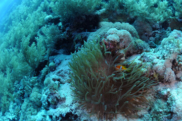 The Red Sea, one of the saltiest seas in the world, is located between Africa and Asia and covers approximately 438,000 km2 (169,100 mi2). Hundreds of hard and soft corals surround this area and are b