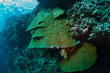 The Red Sea, one of the saltiest seas in the world, is located between Africa and Asia and covers...