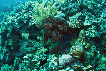 The Red Sea, one of the saltiest seas in the world, is located between Africa and Asia and covers approximately 438,000 km2 (169,100 mi2). Hundreds of hard and soft corals surround this area and are b