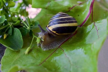 snail on a leaf