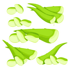 Set of green vector cut leaves and cut pieces of medicinal aloe vera succulent