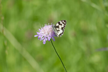 Marbled White (Melanargia galathea) butterfly sitting on a small scabious in Zurich, Switzerland
