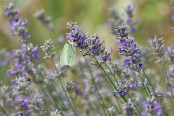 Common brimstone butterfly (Gonepteryx rhamni) sitting on lavender in Zurich, Switzerland