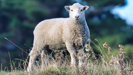 Obraz premium New Zealand