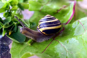 snail on a leaf