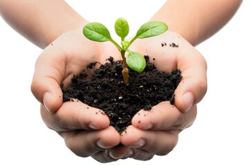 Plant in hands isolated, young sprout, new plant growing in soil, organic farming, environment care, earth day