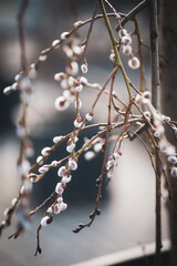 branch of a tree in winter