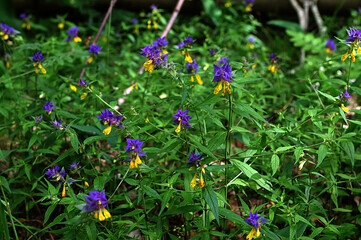 Field of flowers. Melampyrum nemorosum
