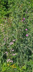 grass and flowers