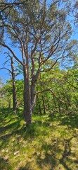 trees in the forest