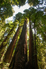 redwood forest