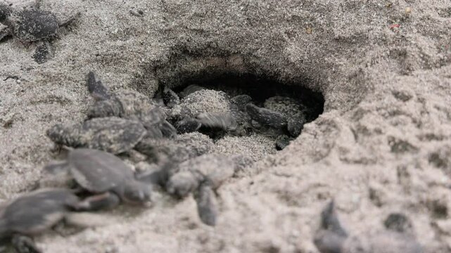Closeup footage of green sea turtle hatchlings leaving the nest following the call of the ocean