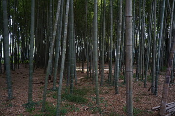 Fototapeta premium Bamboo grove in the park area of the city.