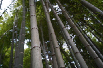 Naklejka premium Bamboo grove in the park area of the city.