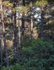 Mesa Potamos Waterfalls, 7 m high, formed at 900 m ASL, located in a hidden place and surrounded by a pine forest, near Moniatis area, Limassol mountains, near Timios Prodromas Monastery, Cyprus