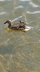 A close-up of a mother duck swimming with her ducklings on a calm water surface. Perfect for wildlife, nature, and family themes.