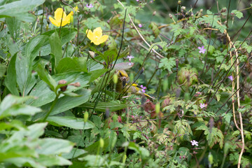 Natural photo of a wild male greenfinch (Chloris chloris) foraging in a patch of wildflowers