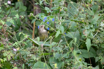 Natural photo of a wild female greenfinch (Chloris chloris) foraging in a patch of wildflowers
