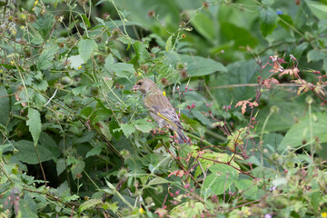 Natural photo of a wild female greenfinch (Chloris chloris) foraging in a patch of wildflowers