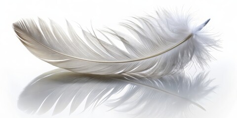 Fototapeta premium White Feather Reflection, Macro Photography, Bird Feather, Light, Nature, Softness, Fragile