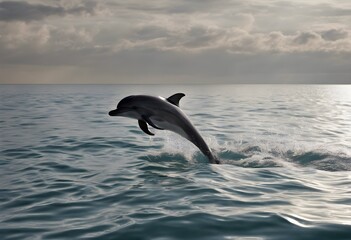 Fototapeta premium dolphin in the water