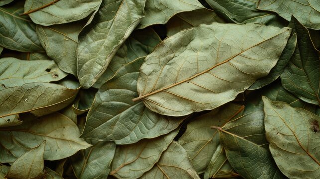 Coca Leaf. Dried Coca Leaves Background for Medicinal and Alternative Medicine