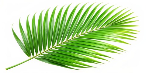 Obraz premium Palm Leaf on White Background - Single Frond, Green Foliage, Nature, Tropical, Palm Leaf, Tropical Plant, White Background