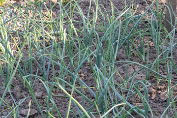 A green onion plant growing in the ground in rows in an organic vegetable garden