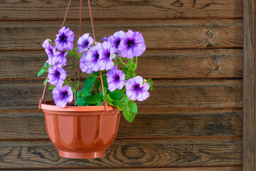 Purple petunia flowers in a pot on a background of wooden boards. A beautiful flower in a pot with blooming petals.
