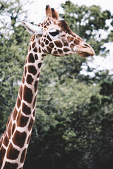 Animal Wildlife Safari Nature Photo