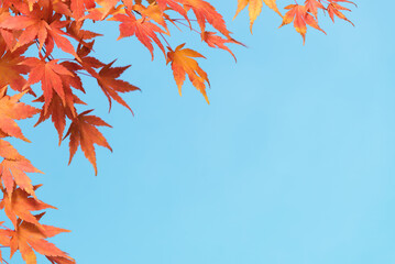 Autumn Maple Branches with Leaves on Blue Sky Background