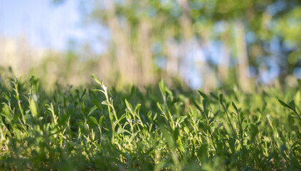 A close-up of the grassy field, with green leaves and soft sunlight filtering through them. The background is blurred to focus on the foreground