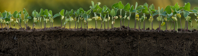 Young soybean plants with roots in a row