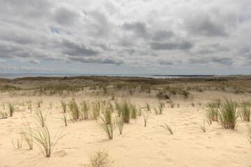 Sandy dunes and grass of the Curonian split ecosystem at the coast of Baltic sea