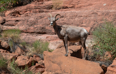 Desert Bighorn Sheep Ewe in the Arizona Desert
