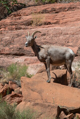 Desert Bighorn Sheep Ewe in the Arizona Desert