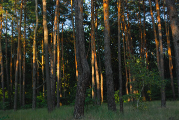 sunset in the summer forest