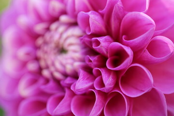 Closeup of lilac dahlia flower