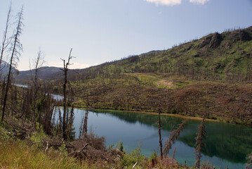 Vegetation growth after the Skilak Lake forest fire in Alaska