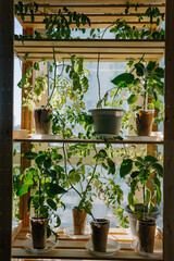 Well-lit indoor shelf garden featuring various potted plants in different stages of growth, placed on wooden shelves against window.
