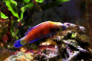 Obraz premium Mystery Wrasse fish - (Pseudocheilinus ocellatus) 