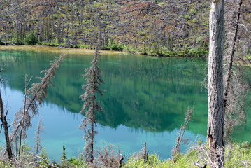 Vegetation growth after the Skilak Lake forest fire in Alaska