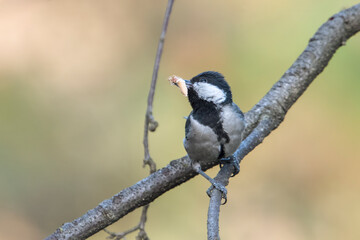 Cinerous Tit or Parus cinereus with catch in Binsar in Uttarakhand, India