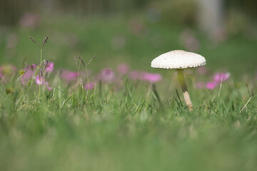 A mushroom is sitting in the grass