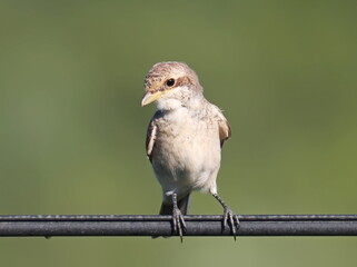 Juvenile Red backed Shrike on wire isolated on white, Lanius collurio, birds of Montenegro