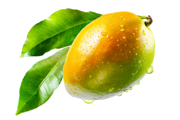 Ripe mango with green leaves and water drops isolated on white transparent background, colorful, organic, exotic, and delicious.
