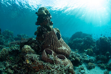 Large barrel sponges grow on a shallow coral reef in Alor, Indonesia. Sponges filter plankton and...