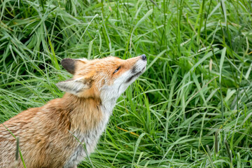 Fototapeta premium close-up of a male fox (Vulpes vulpes) in long grass