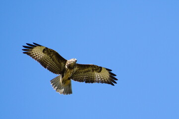 Bird of prey Buteo buteo aka common buzzard is flying over the field and hunting. Very common bird of prey in Czech republic.	